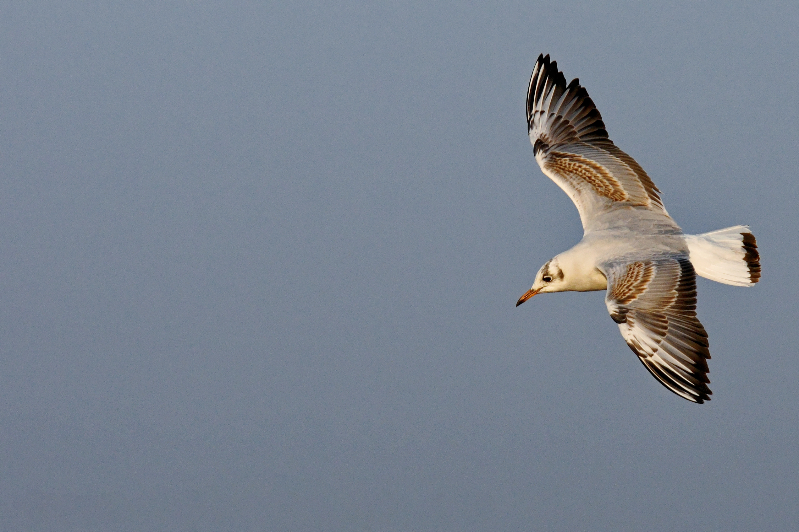 Mouette rieuse en vol